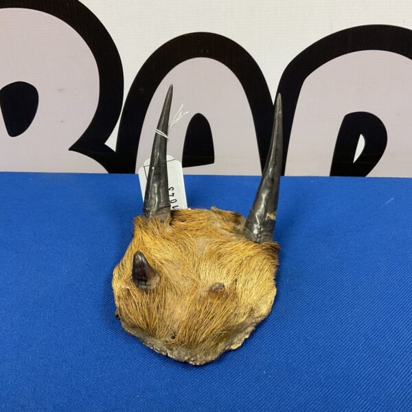 Vintage Roe Deer skull mount with antlers on display.