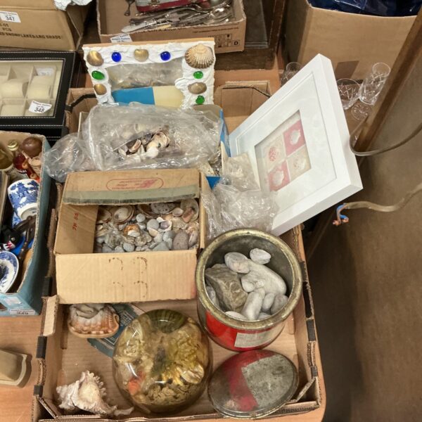 Diverse sea shell and pebble collection for coastal decor.