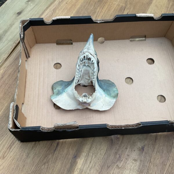 Detailed resin shark head sculpture for coastal decor.