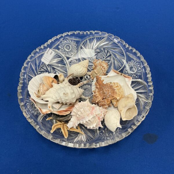 Clear glass dish displaying a collection of seashells for coastal decor.