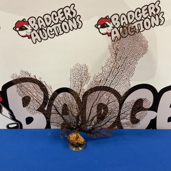 Vintage petrified coral leaf for collectors and home decor.