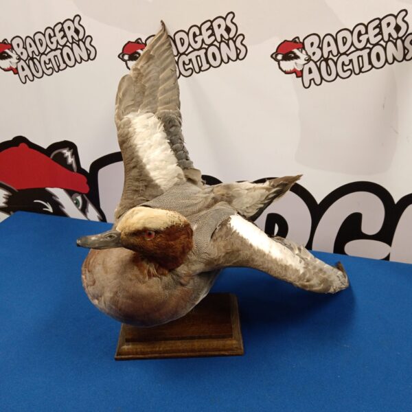 Vintage taxidermy duck in a landing pose, collectible waterfowl display.