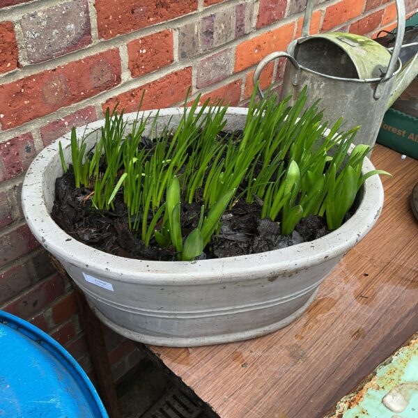 Green shoots growing in a bulb tub, spring garden display.