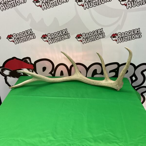 Five-point stag antler for display or collection.