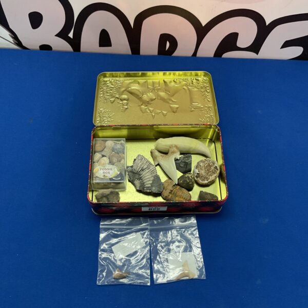 Fossil collection in a metal tin, including shark and Mosasaurus teeth.