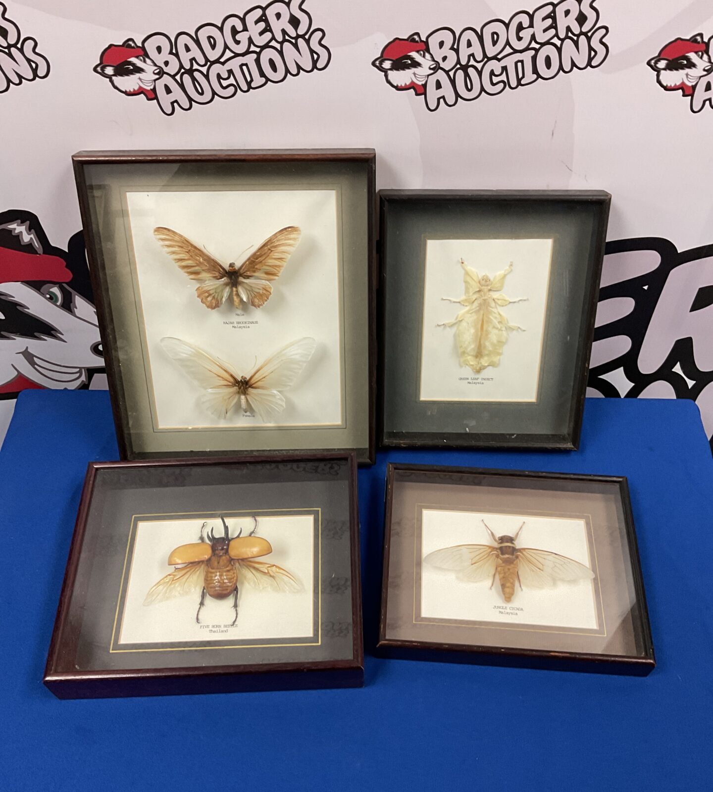 Four framed taxidermy insects including jumgle cicada & five horn ...