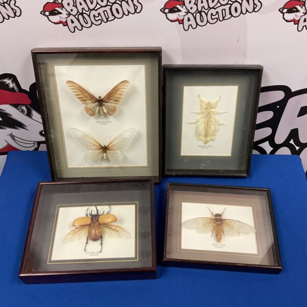 Framed insect taxidermy collection featuring a jungle cicada and five-horn beetle.