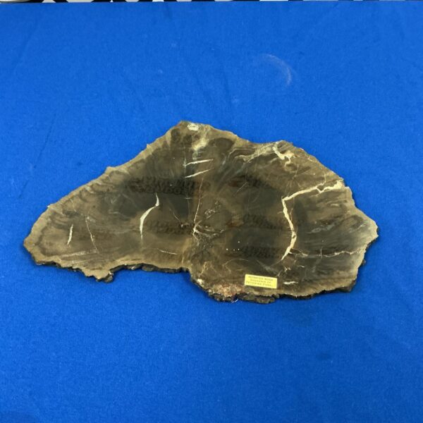 Close-up of a polished petrified wood slice with detailed patterns.
