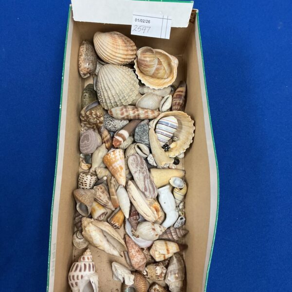 Assorted sea shells in a collection, showcasing coastal beauty.