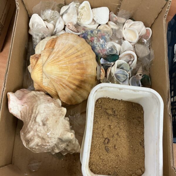 Assorted sea shells in a collection, perfect for beach decor.