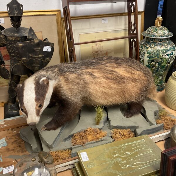 Vintage taxidermy badger on a wooden base, a unique collectible.