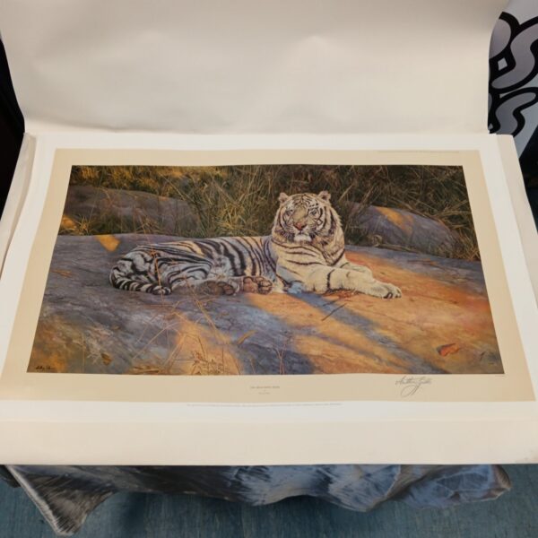 Stunning limited edition Anthony Gibbs print of a majestic white tiger.