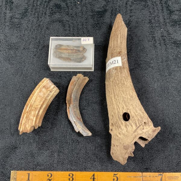 Ancient boar tooth pendant, ITEM21, prehistoric artifact.