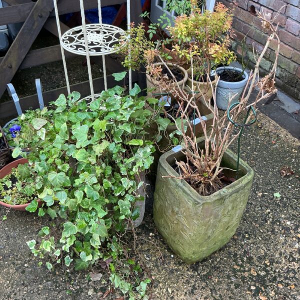 Three terracotta garden planters with ivy, hydrangea and pieris plants.