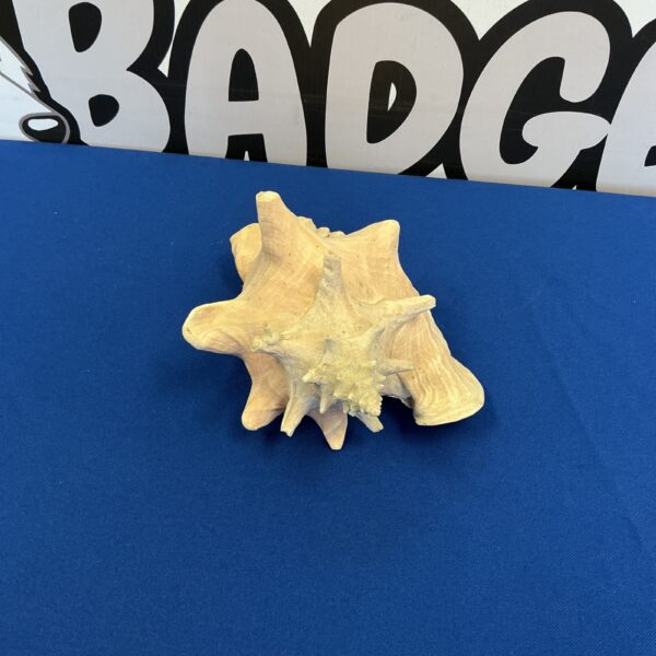 Large natural conch shell for coastal home decor.