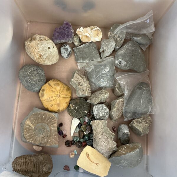 Mixed fossils and stones collection for display and study.