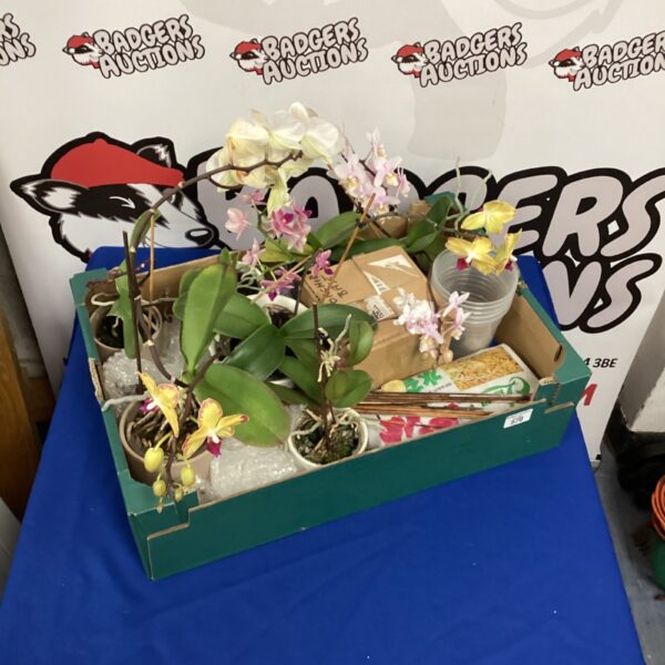 Box of real orchid plants with moss base for indoor display.