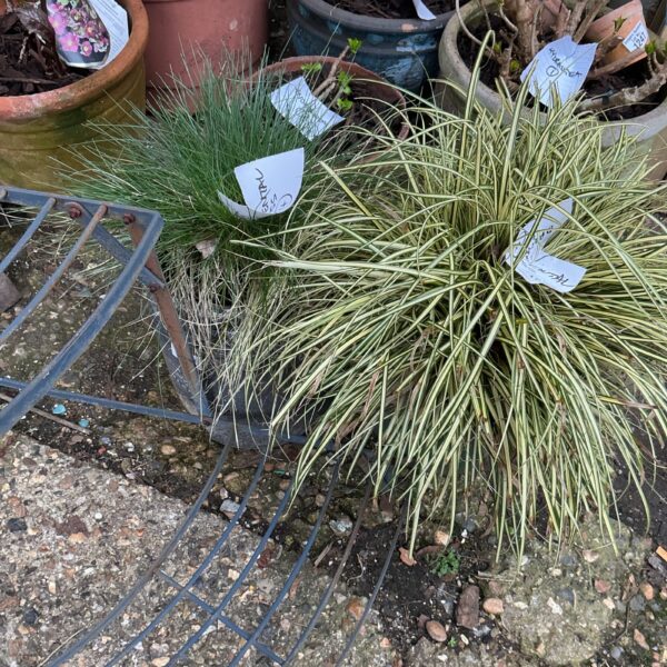 Two potted ornamental grass plants with vibrant green and yellow foliage.