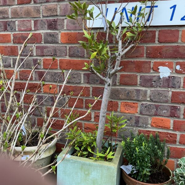 Potted bay tree in a weathered green container, ideal for herb gardens.