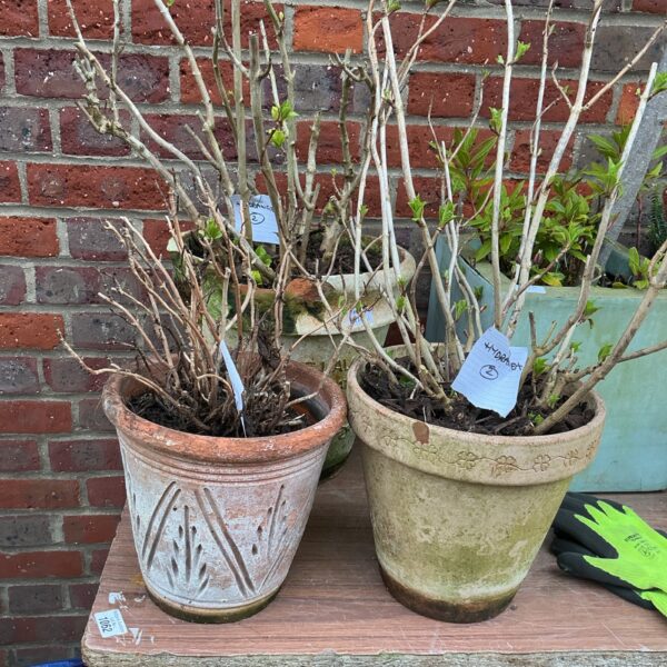 Dormant hydrangea bushes in terracotta pots, ready for garden planting.