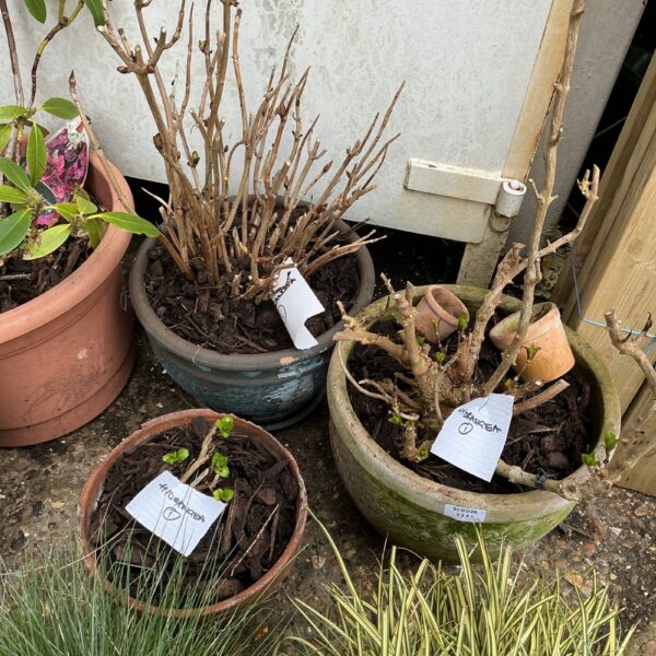 Dormant potted hydrangeas in terracotta and ceramic pots.