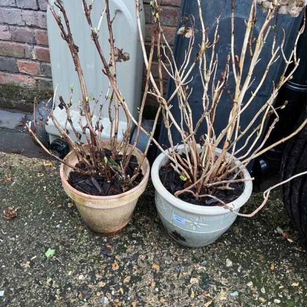 Dormant potted hydrangea plants in terracotta and plastic pots.