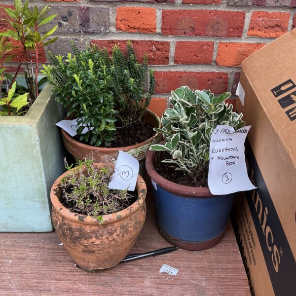 Trio of potted plants in ceramic pots for garden or home.
