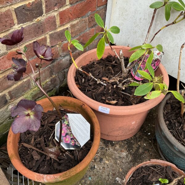 Two potted Rhododendron bushes in terracotta pots for a garden.