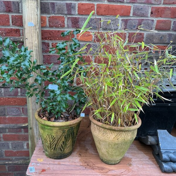Potted bamboo and holly shrubs in terracotta pots for gardens.