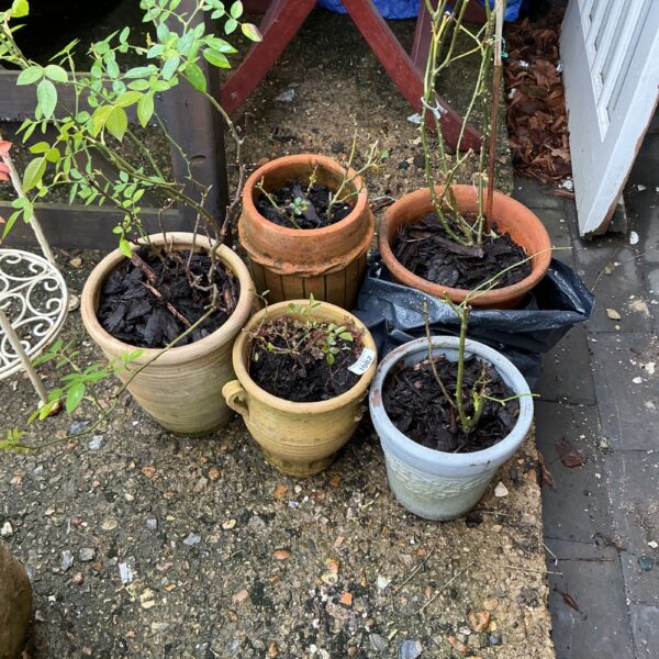 Five rose bushes in terracotta pots, a vibrant garden display.