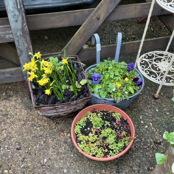 Vibrant spring flower baskets with mini daffodils in a garden setting.
