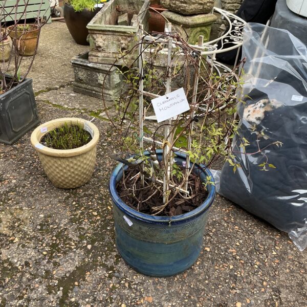 Established clematis plant growing in a decorative blue garden pot.