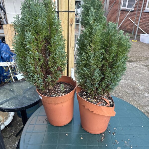 Two small conifer trees in plastic pots, one damaged.