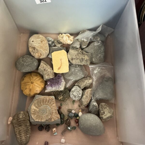 Diverse lot of fossils and semi-precious stones for collectors.