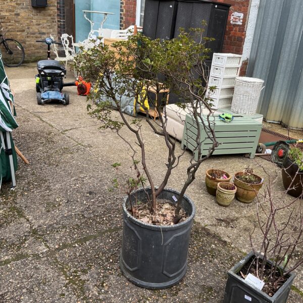 Large garden tub with established rose bush for outdoor display.