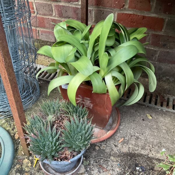 Two potted cactus plants in terracotta pots for garden or home.