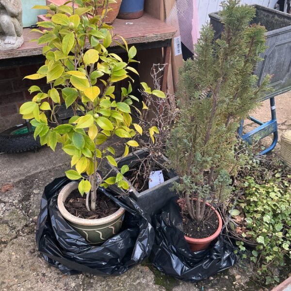 Three potted camelia plants in terracotta pots for garden display.