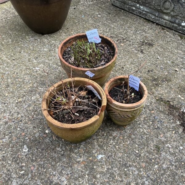 Three terracotta pots containing vibrant fuchsia plants for gardens.
