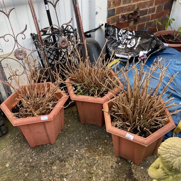 Three terracotta pots containing dormant fuschia plants in a garden setting.