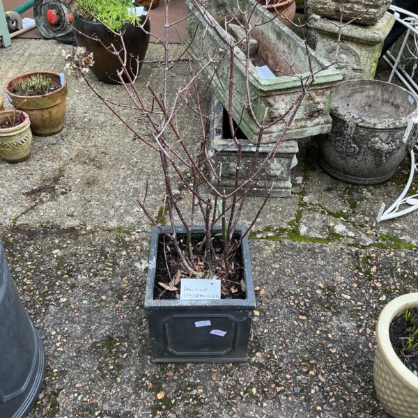 Dormant potted hydrangea shrub in a dark pot.