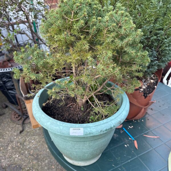 Small pine tree in a plastic pot for garden display.