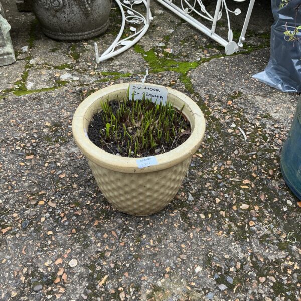 Terracotta garden pot with developing hosta and fuschia plants.