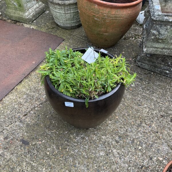 Large terracotta pot filled with colourful wallflowers in a garden.