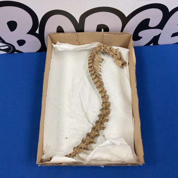 Close-up of animal spine with visible vertebrae.
