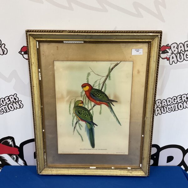 Antique lithograph of Birds of Paradise in a decorative gilt frame.