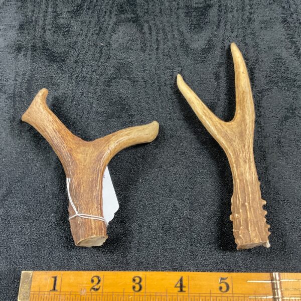 Pair of naturally shed deer antlers for crafting and display.