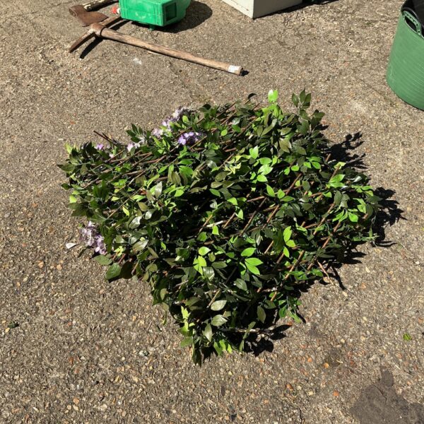 Realistic artificial garden screen hedge section for outdoor privacy.