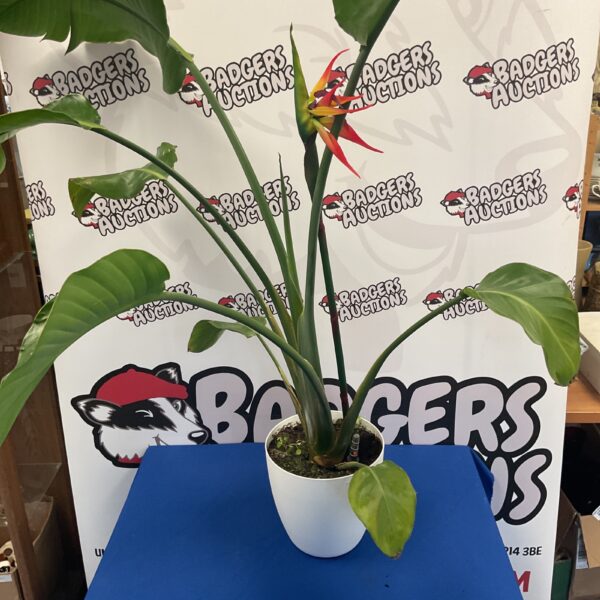 Large real Bird of paradise plant in pot