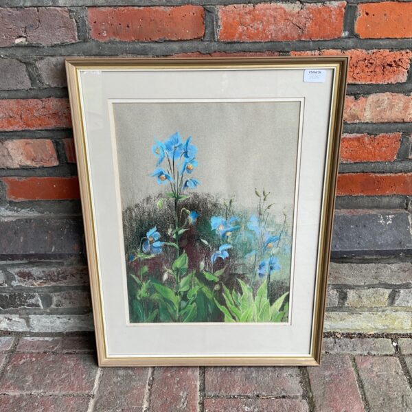 Delicate pastel painting of Himalayan Blue Poppies by Joan Sutherland.