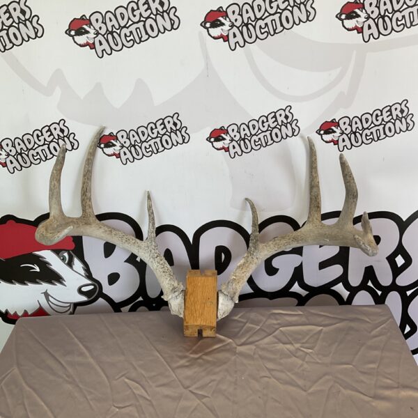 Large mounted deer antlers for rustic home decor.